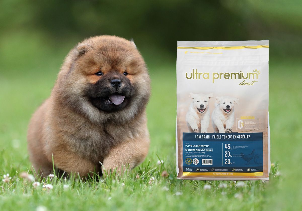 Chiot chow-chow à côté d'un sac de croquettes pour chiot d'Ultra Premium Direct