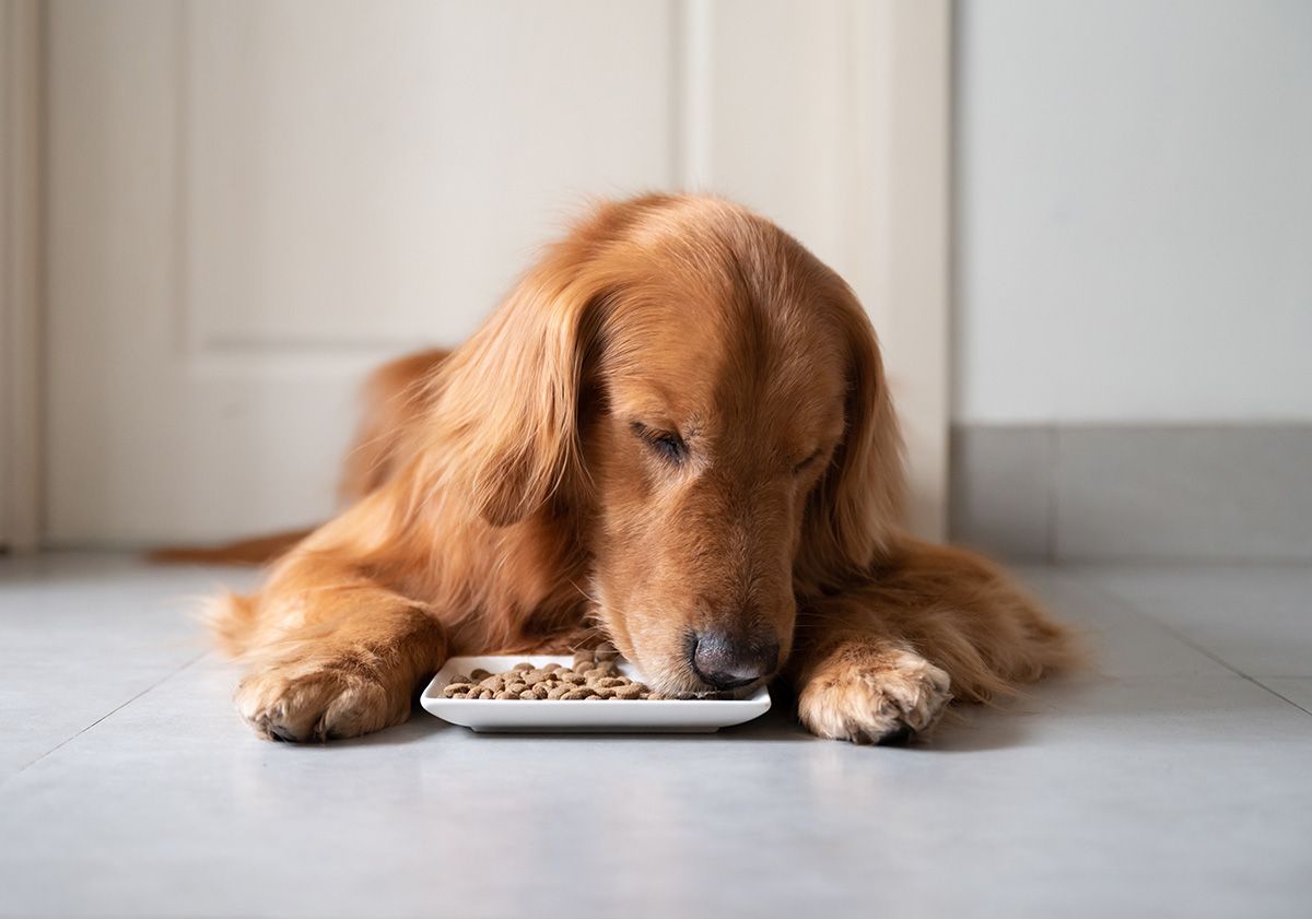 Protéine hydrolysée pour chien 