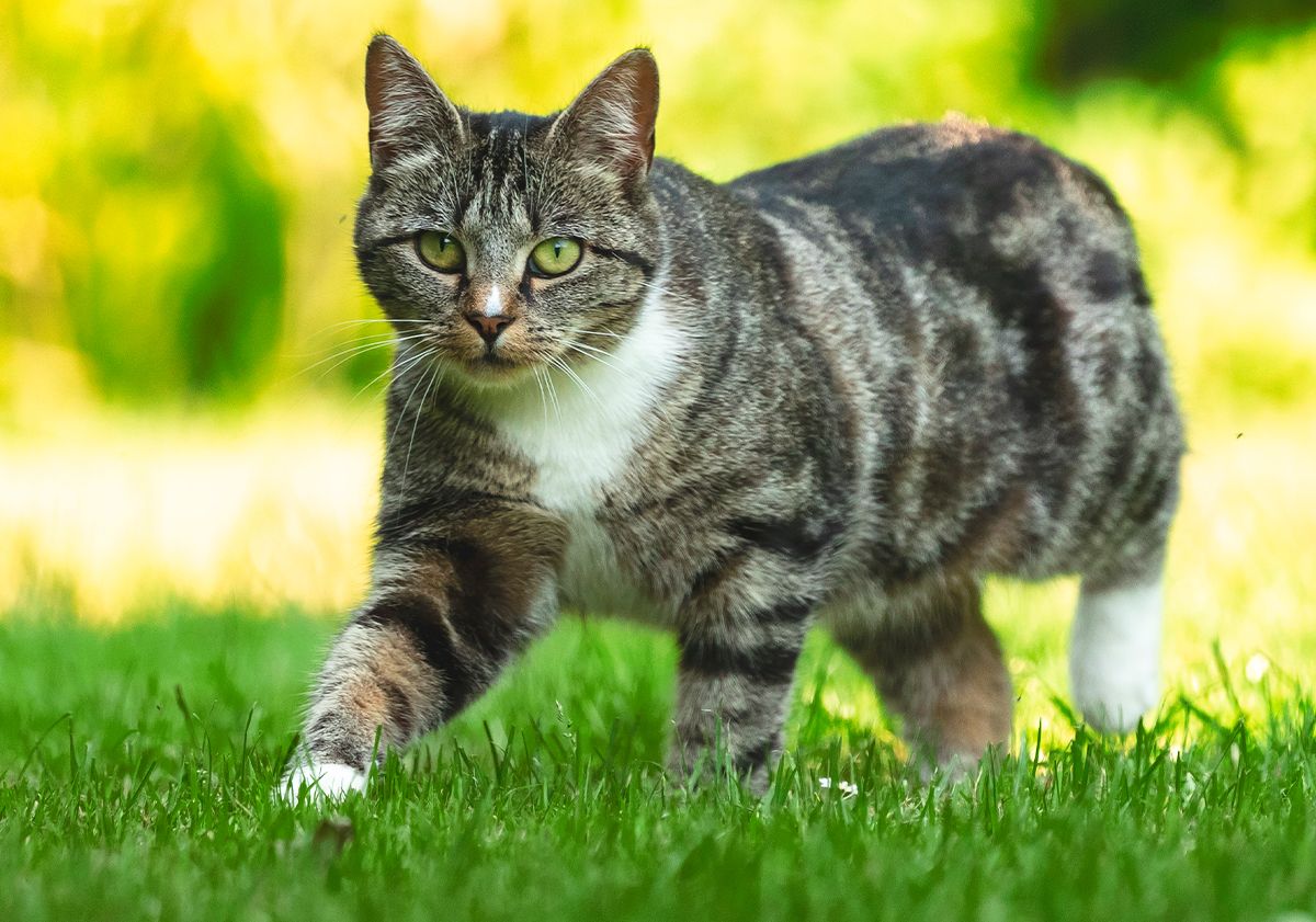 Chat en extérieur