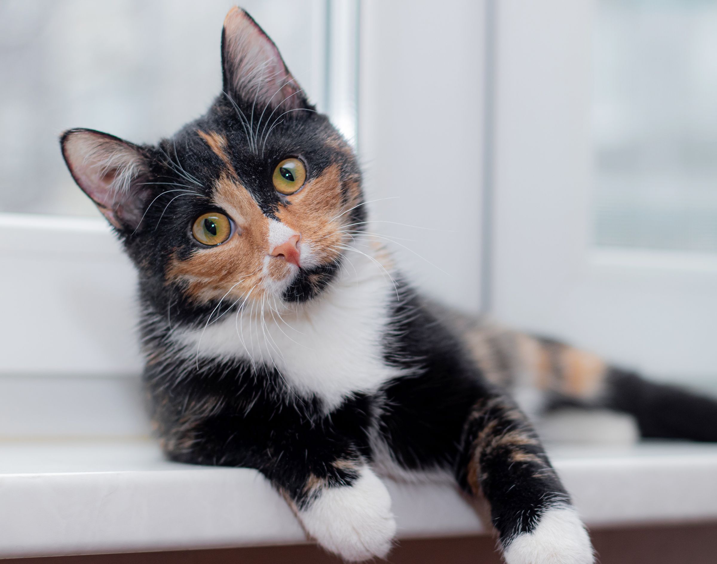 Un chat allongé en intérieur regardant l'objectif de l'appareil photo