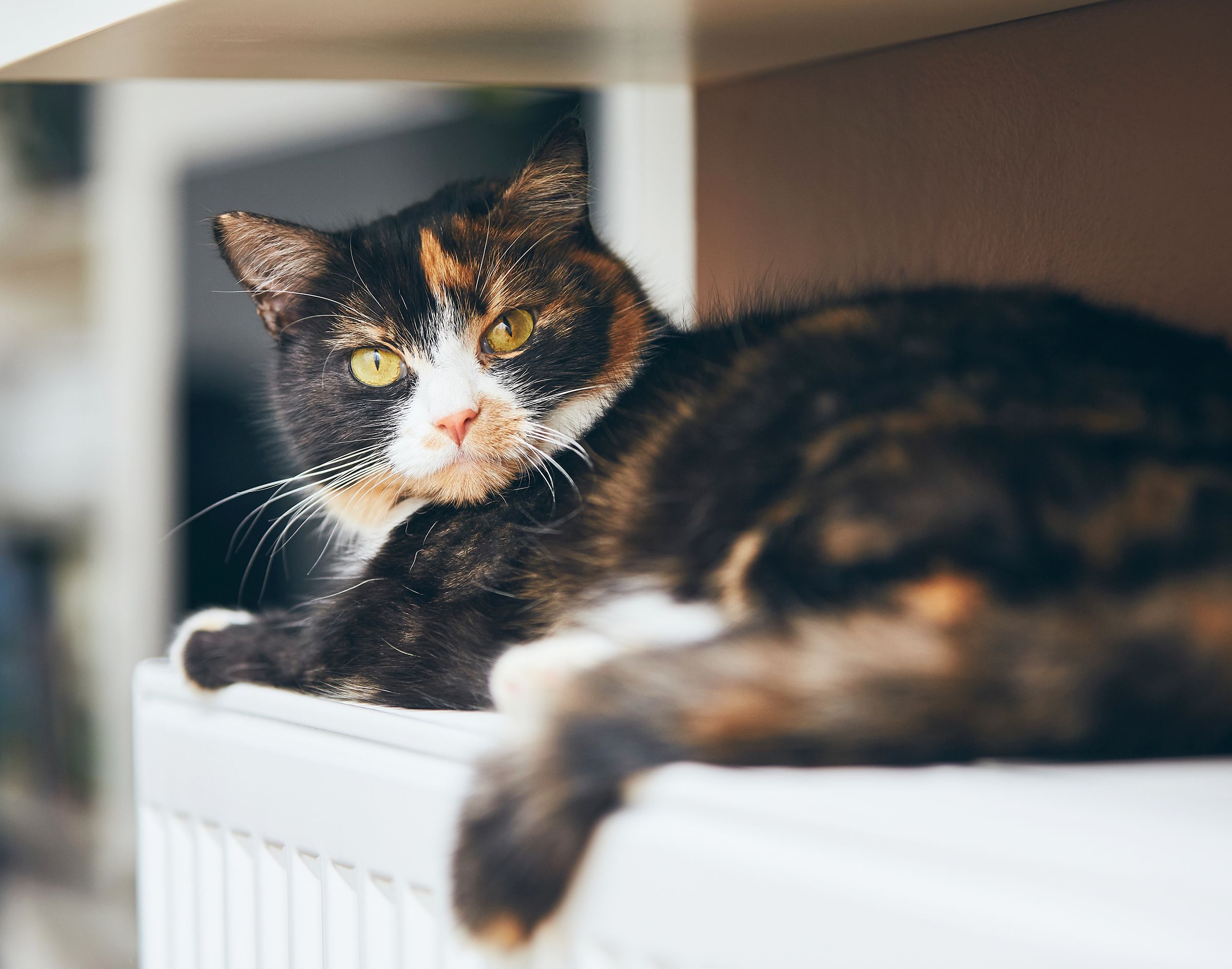 Un chat roux et noir allongé sur une radiateur