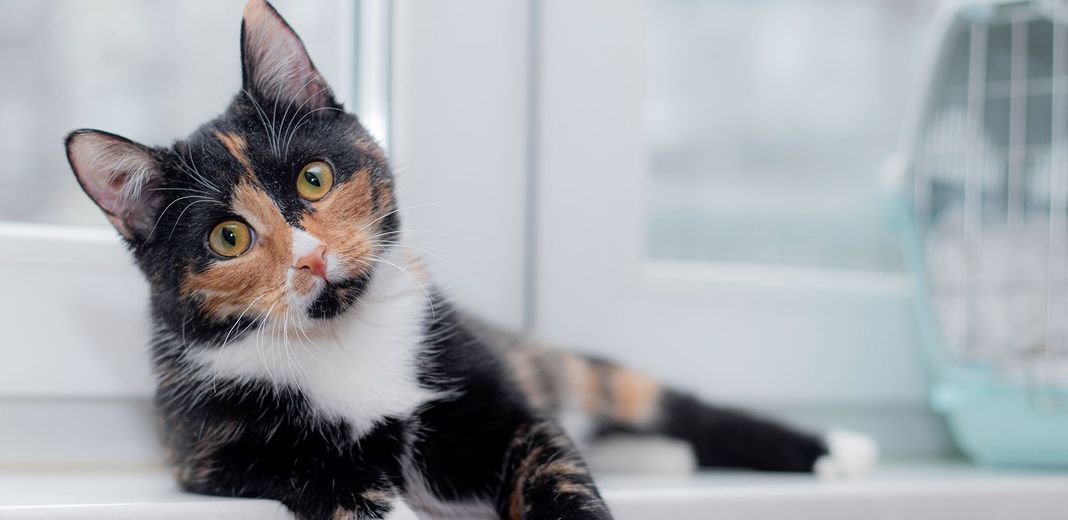 Un chat allongé regardant l'objectif