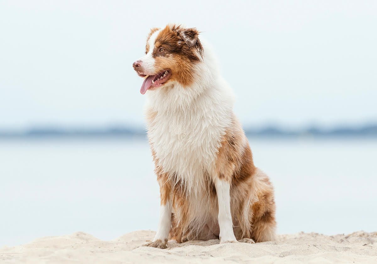 Berger australien assis sur le sable