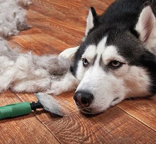 Pete de poils du husky