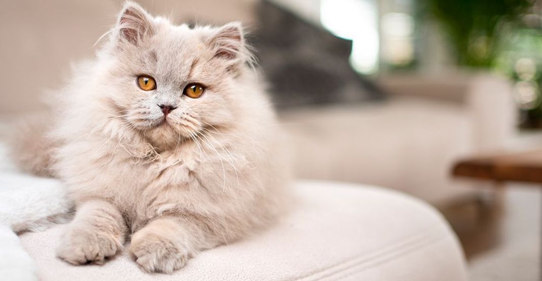 Chat blanc couché sur un lit