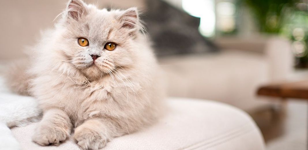 Chat blanc couché sur un lit