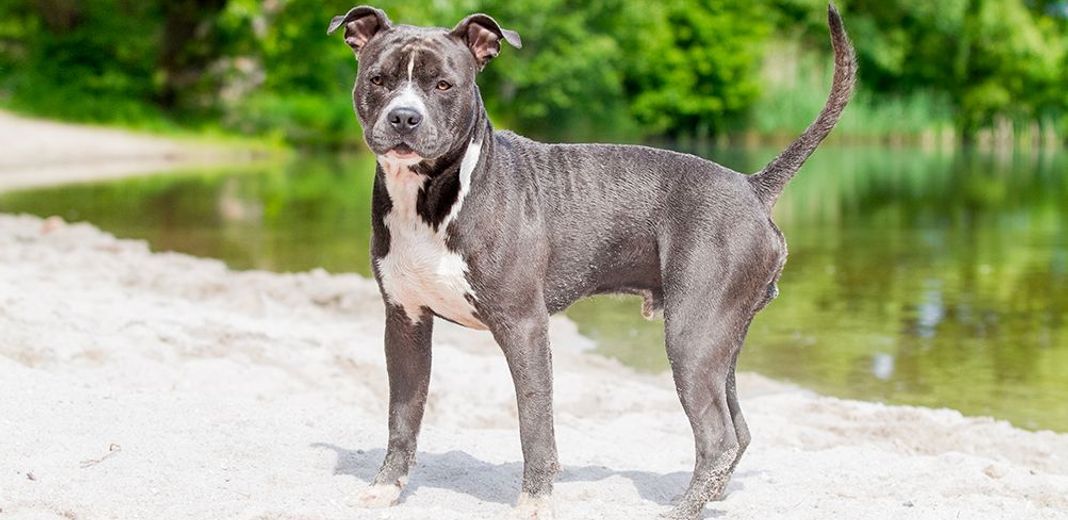 Pitbull au bord de l'eau