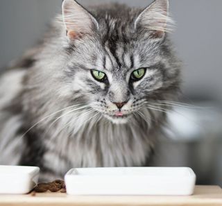 Un chat difficile devant sa gamelle de croquettes 