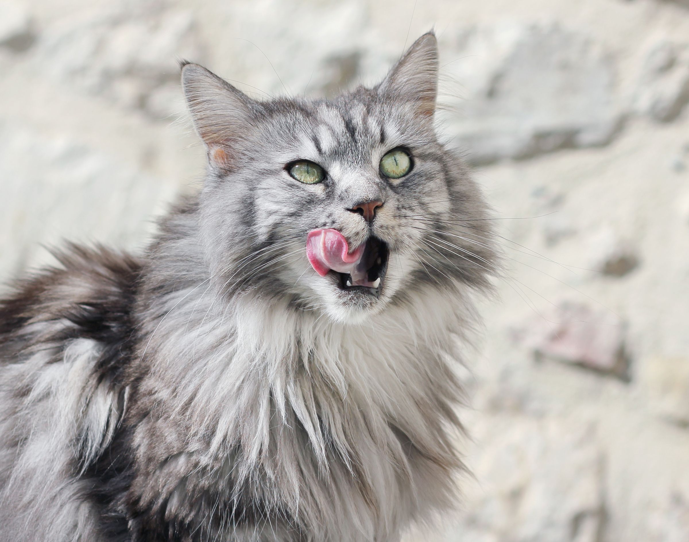 Chat gris se léchant les babines 