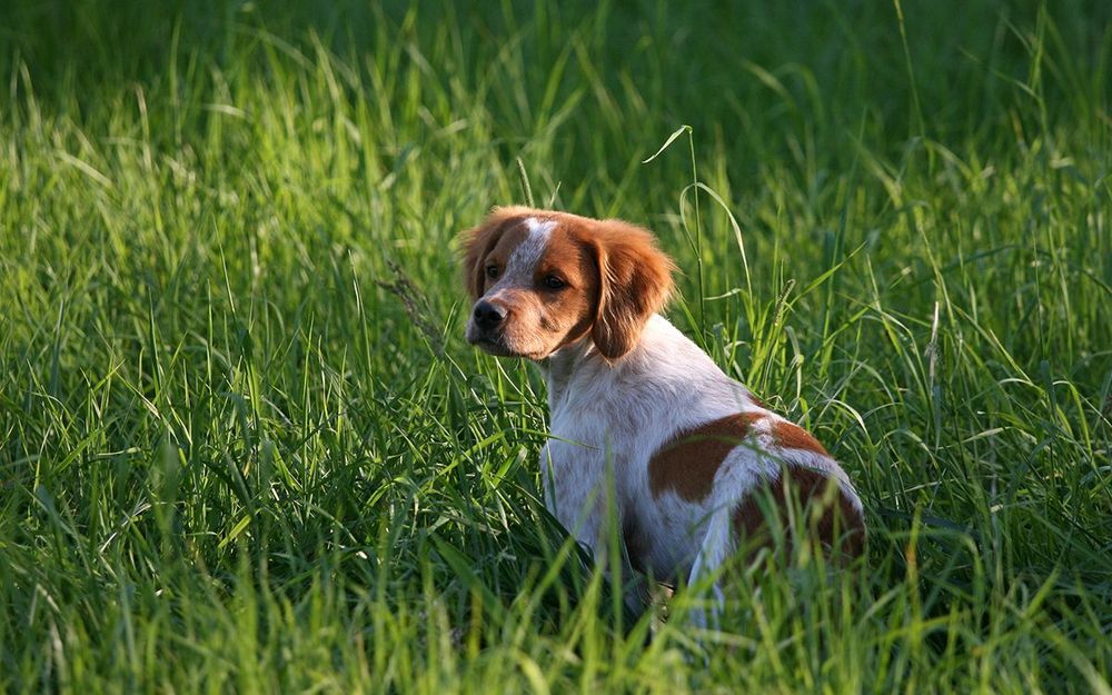 Tout savoir sur l'Épagneul breton, un chien français - Sciences et Avenir