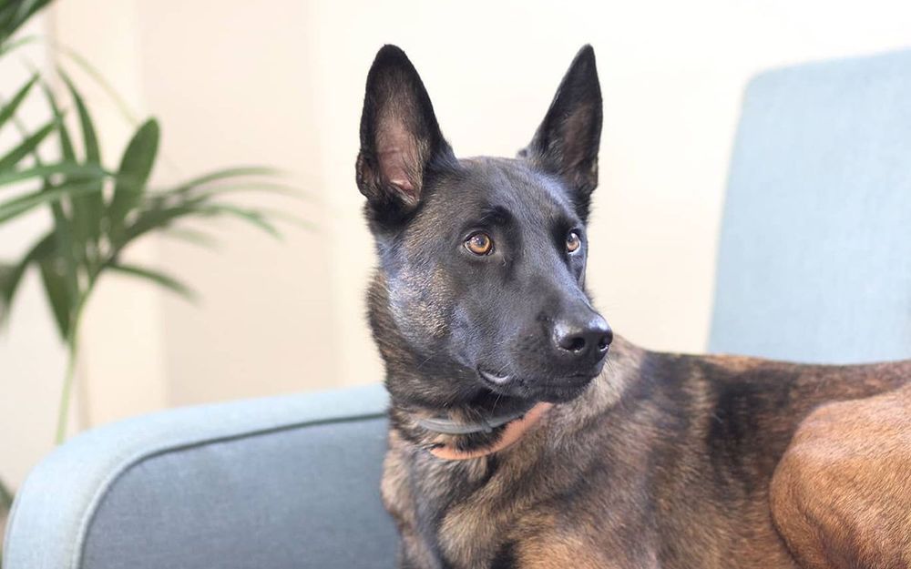 Quels sont les besoins d'un Malinois ?