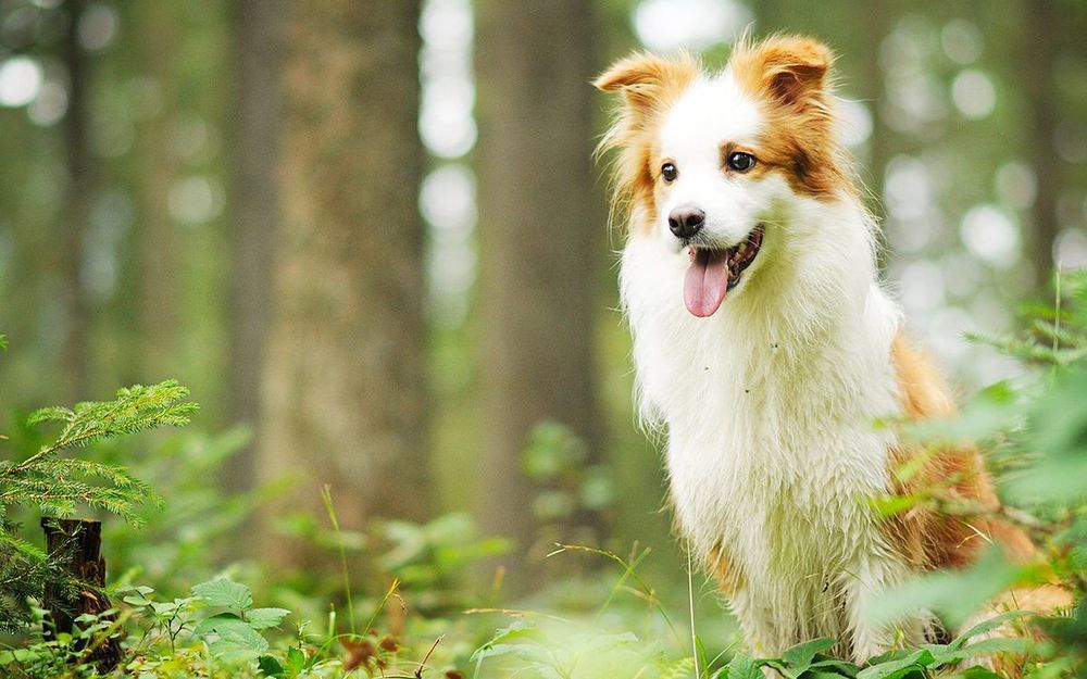 La levure de bière pour chiens : avantages et risques expliqués