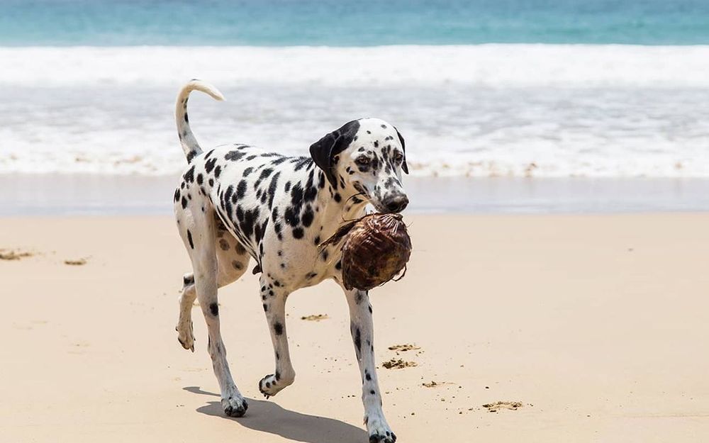 Les bienfaits de l'huile de coco pour les chiens