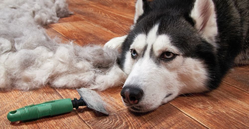 Perte de poils chez un animal : à partir de quand dois-je m'inquiéter ? -  Blog