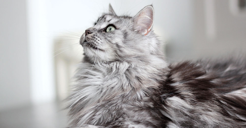 Stress du chat - Comment apaiser et soigner un chat stressé