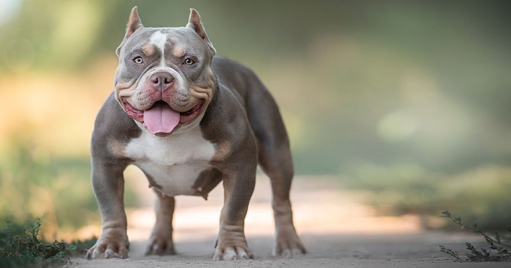 Les races de chiens de compagnie de tailles moyennes - Grand Molosse