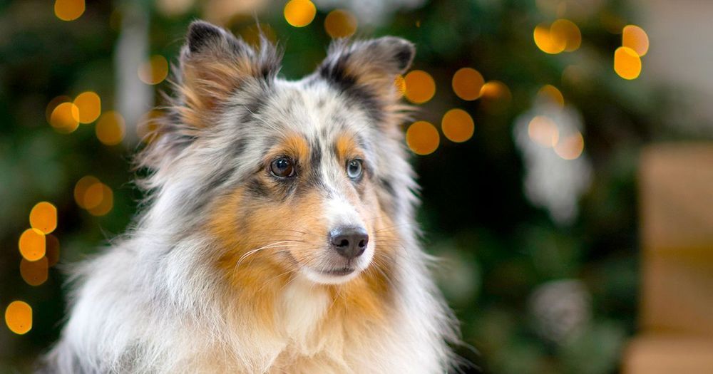 Quels cadeaux offrir à nos chiens et chats pour Noël ? - Blog Ultra Premium  Direct