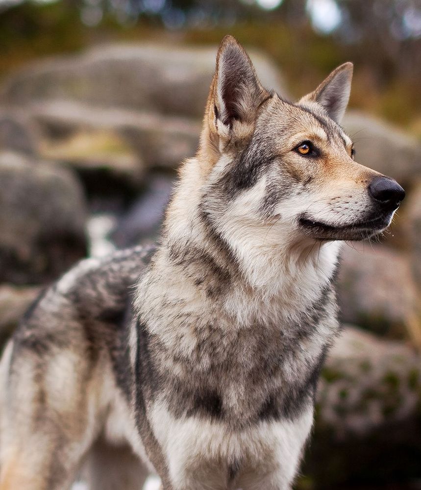 Le chien loup tchécoslovaque, une race de chien sensible !