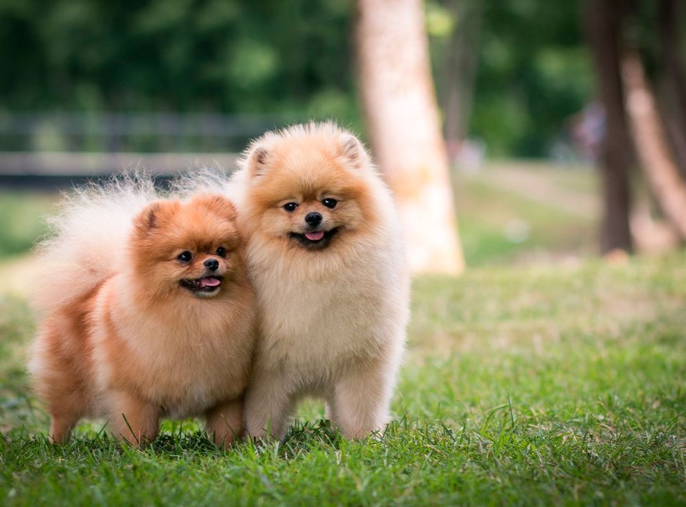 Pomeranian / Spitz nain : coûts, soins, poils, taille, poids, avantages,  inconvénients La famille ?! - les premiers mois - FIV