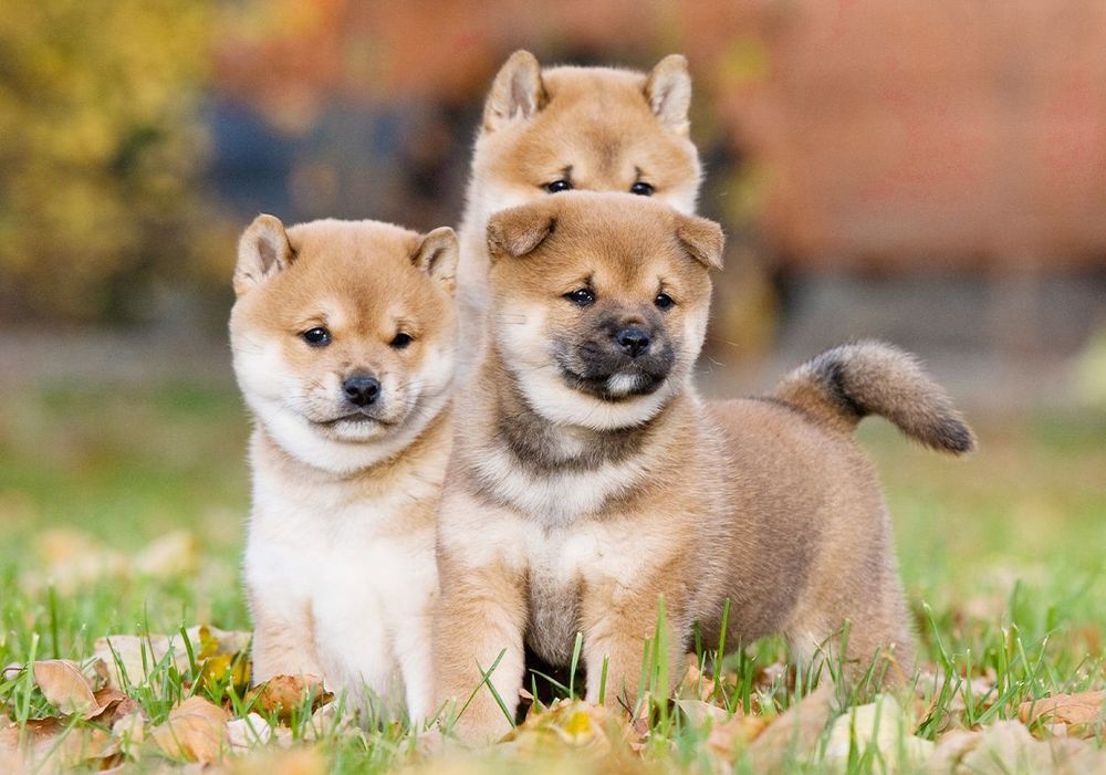 Le Shiba Inu  Ses origines & caractéristiques et son éducation - Blog  Ultra Premium Direct