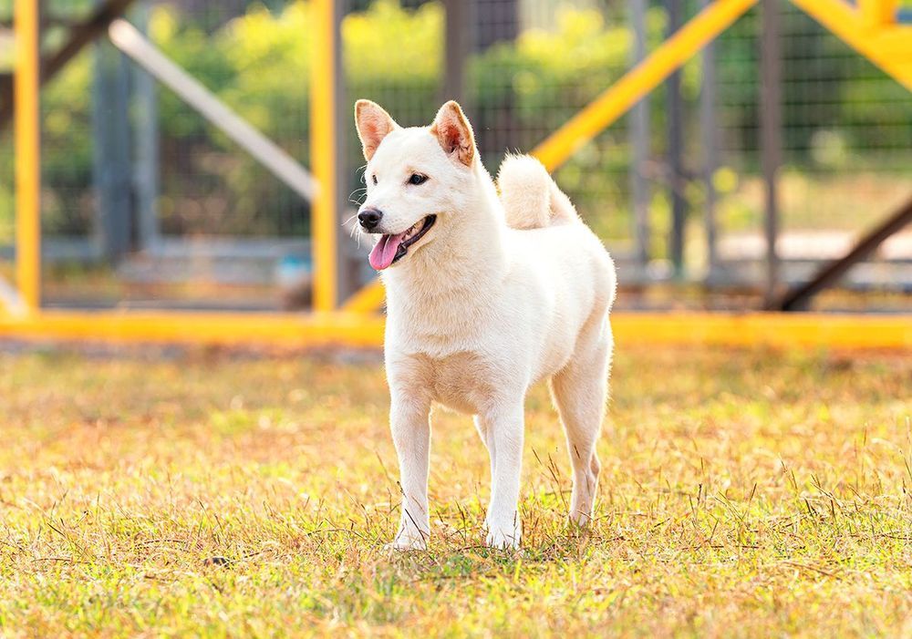 Le Shiba Inu  Ses origines & caractéristiques et son éducation - Blog  Ultra Premium Direct