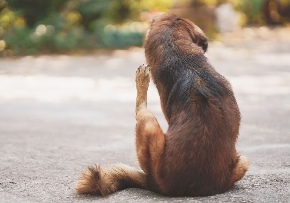 Les comportements destructeurs du chien