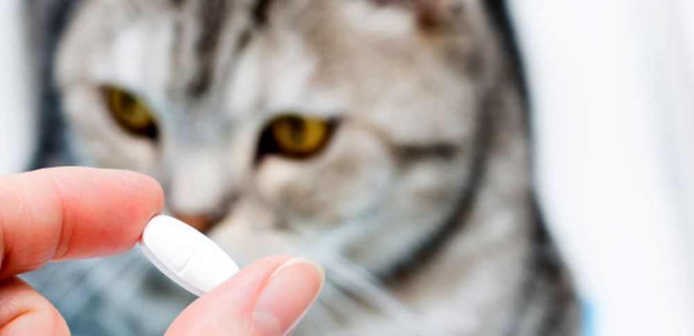 Pilule pour chat quels risques - Risques de la pilule pour chat