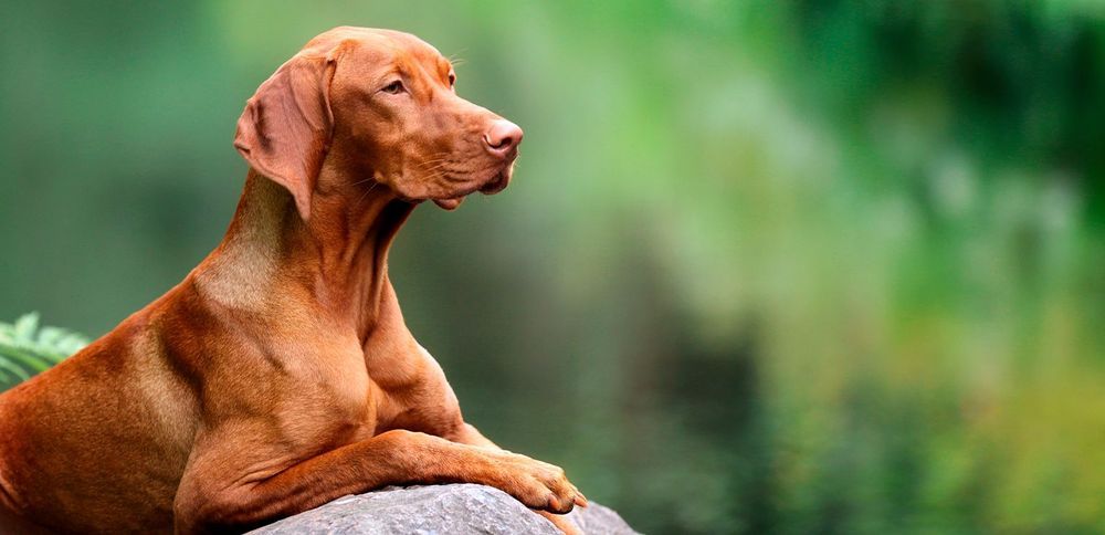 Aperçu des différentes races de chiens