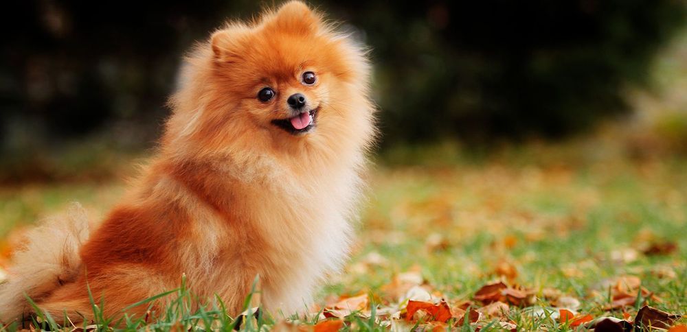 Pomeranian la vie au quotidien avec un Pomeranian Blog Ultra