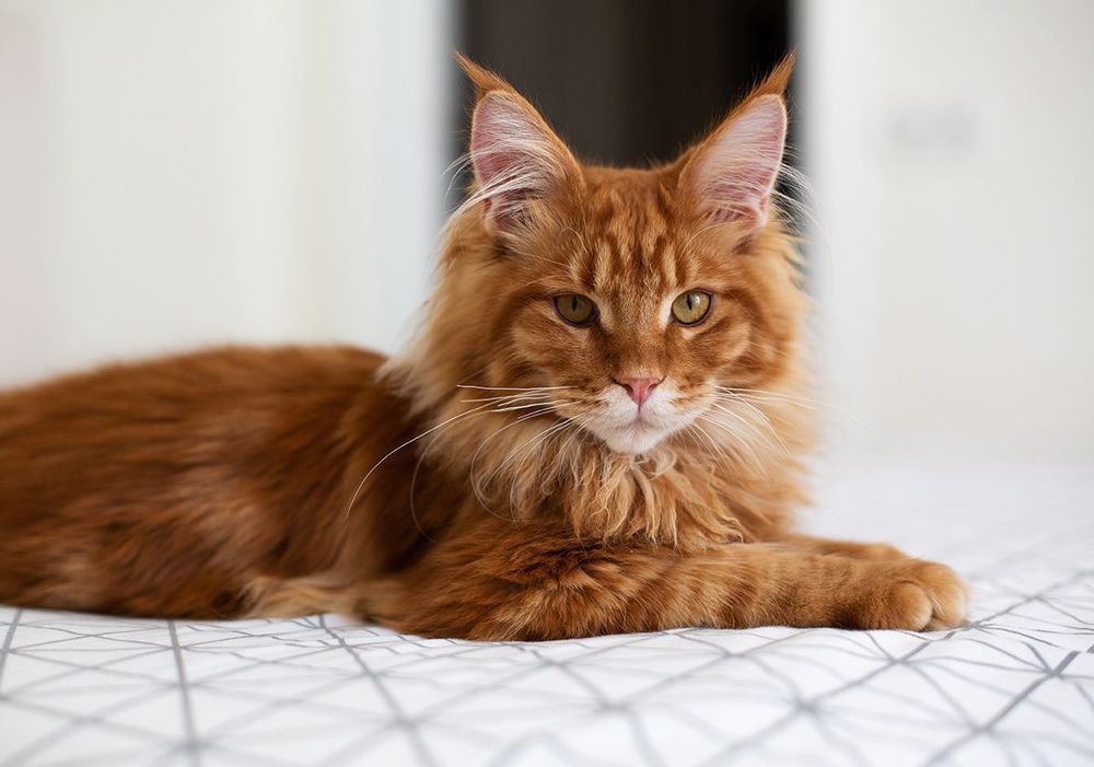 Maine Coon : tout savoir sur cette race de chat !