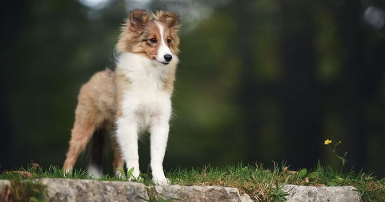 Race de petit chien : quelle race de petit chien adopter ? - Blog