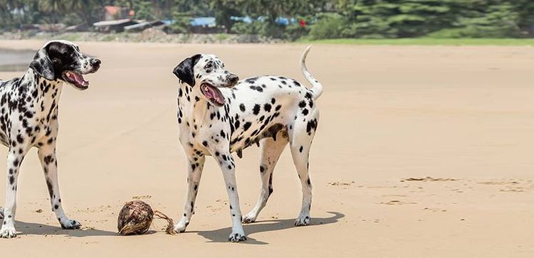 L'huile de coco pour les chiens : est-ce vraiment bon pour eux ? - Amanprana