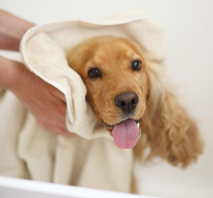 Le Toiletteur Coupe Les Poils De Chat Dans Le Salon. Les Soins Aux Animaux  Dans Une Animalerie Utilisent Une Tondeuse Pour Couper Les Poils De Chat.