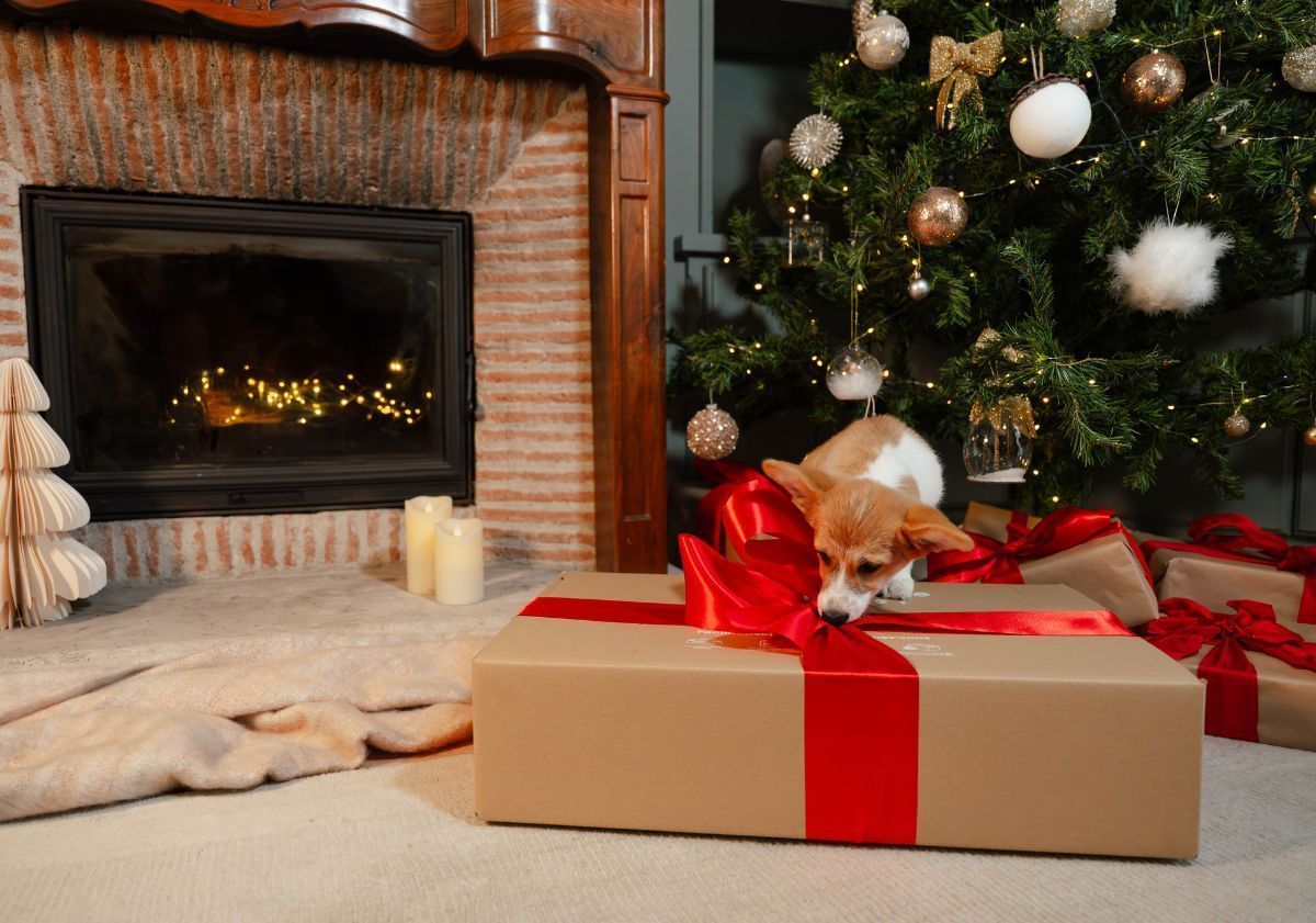 chien jouant avec son cadeau