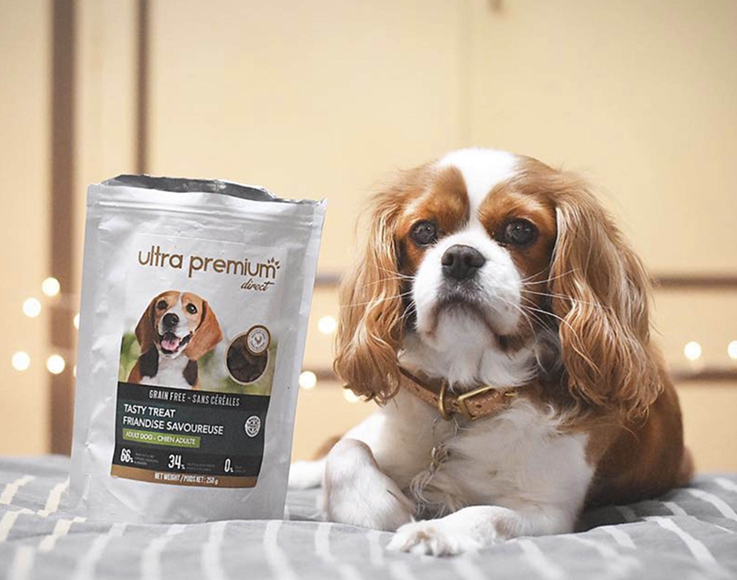 Un chien près d'un sachet de friandises Ultra Premium Direct