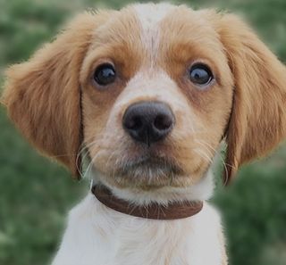 Épagneul Breton chiot 