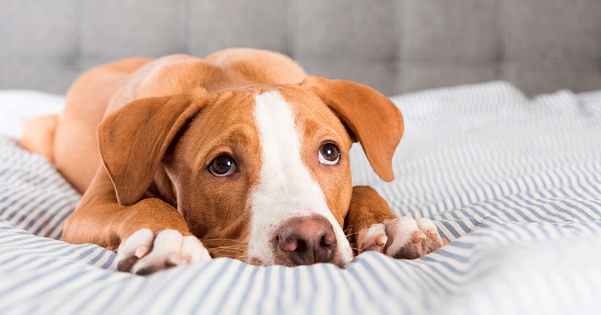 Diarrea nel cane cause, trattamento e prevenzione Ultra Premium