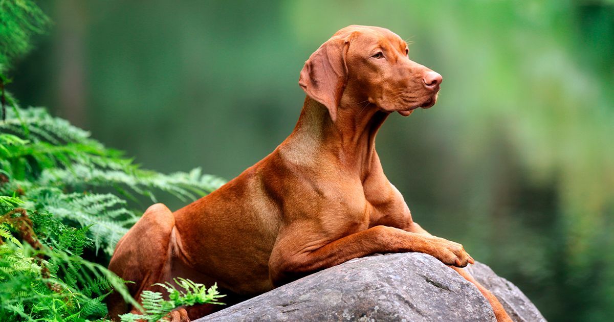 Les méthodes pour identifier les races de chien