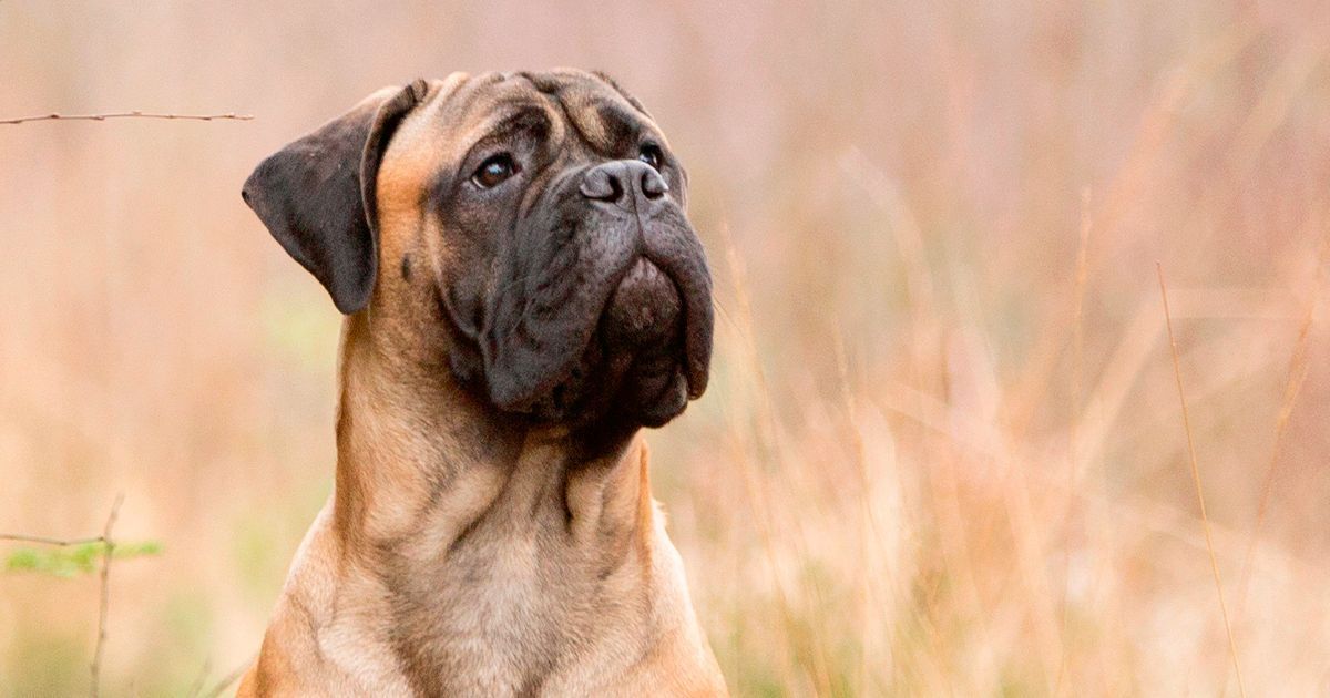 Focus sul Mastino Inglese Mastiff Ultra Premium Direct il blog