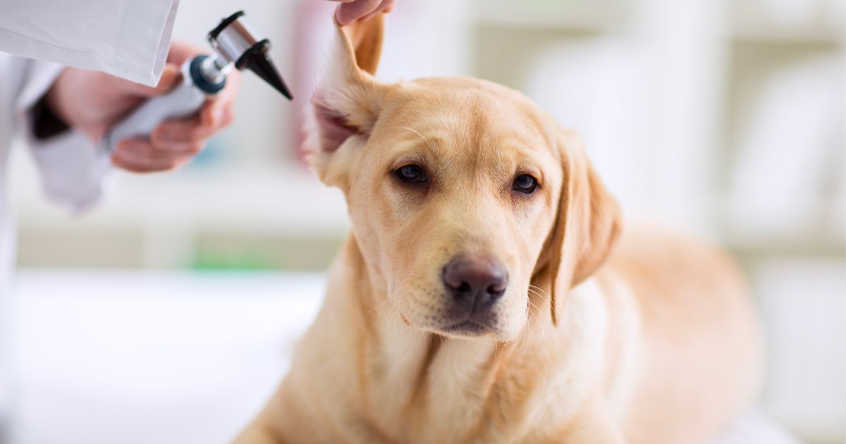 Quatre questions à propos de la gale des oreilles du chien et du