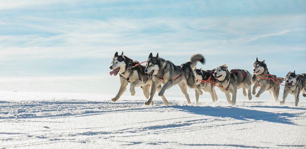 Huskies de Sibérie en chiens de traîneau