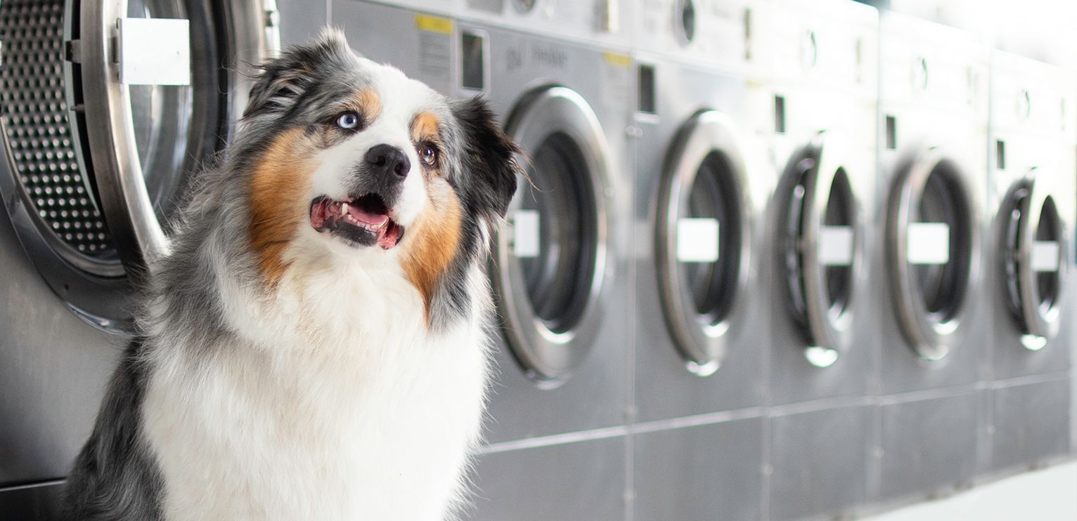 Comment retirer les poils de chien sur du tissu ? Trucs et astuces