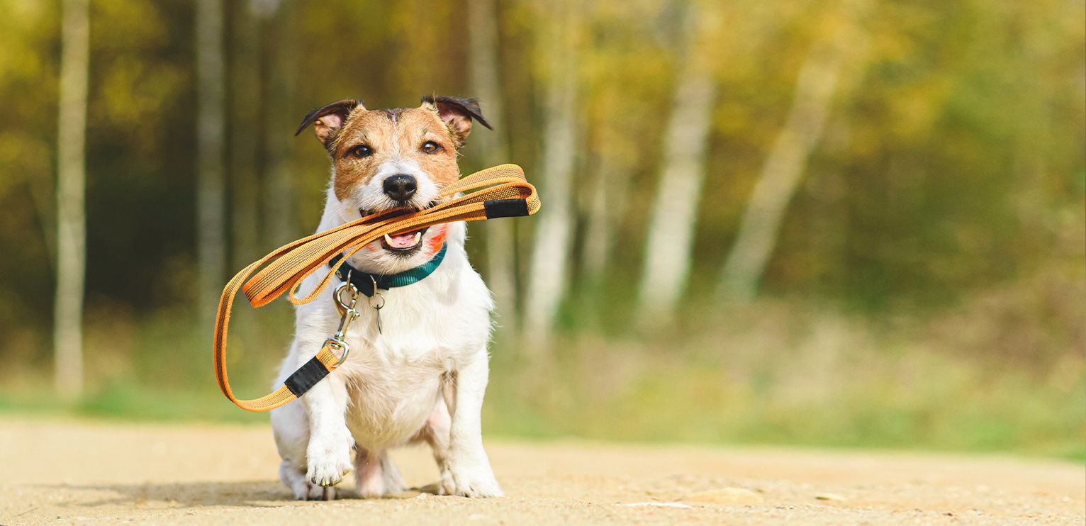 Apprendre la marche en laisse à un chiot - Tractive