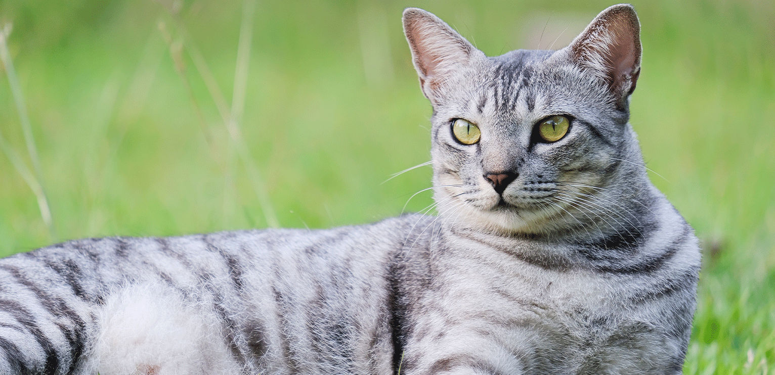 Chat gyptien origines caract re sant et alimentation du chat