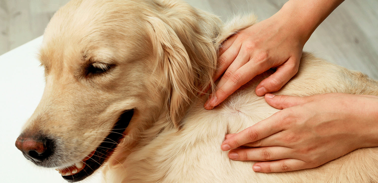 Quelle hygiène dermatologique pour mon chien ou mon chat ? - Le