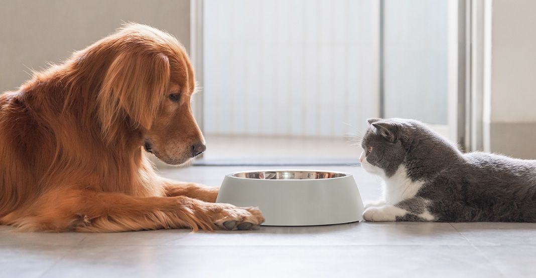Chien et chat face à face