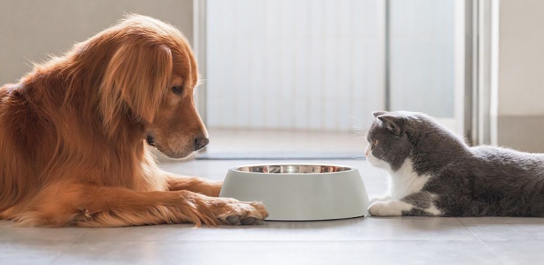 Chien et chat face à face