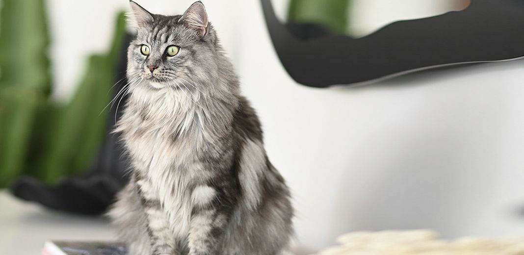 Maine coon