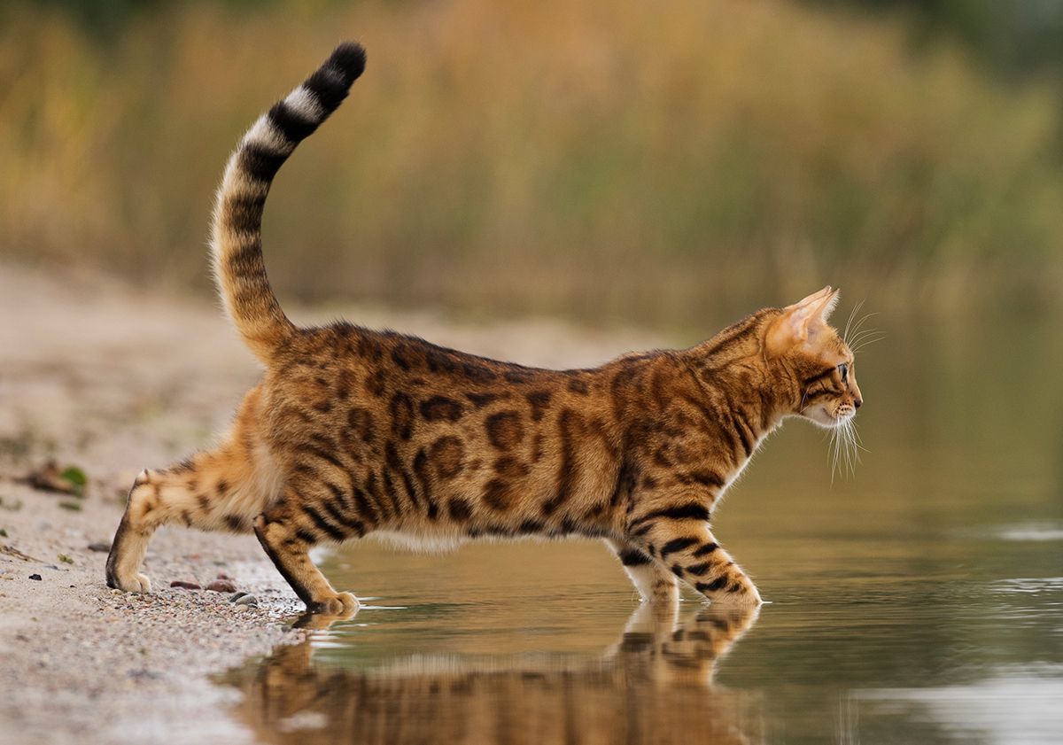 bengal