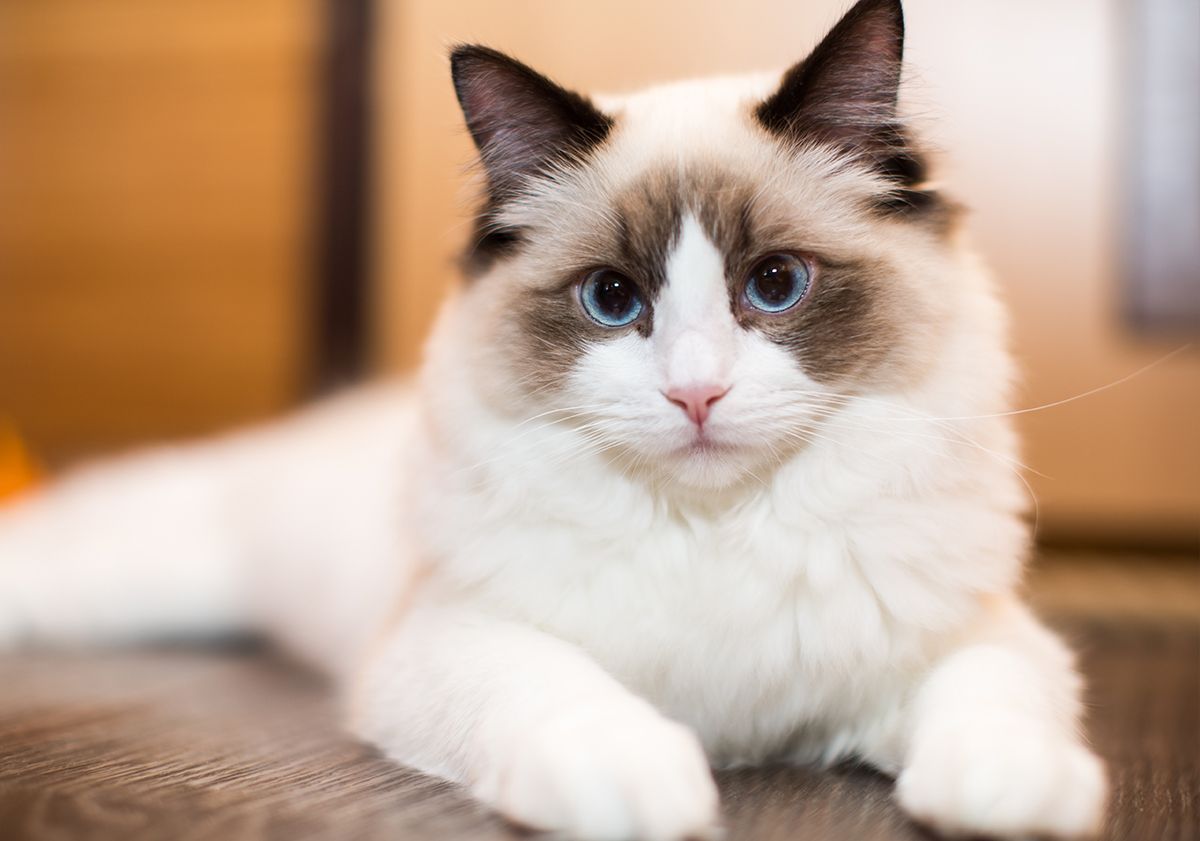 Trois races de chats sans poils à découvrir !